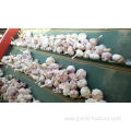 jin xiang fresh garlic